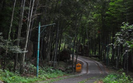 竹林路图片