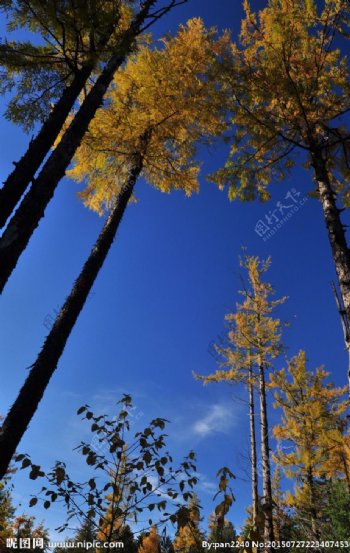 秋天的森林图片