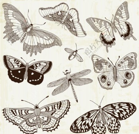 古典蝴蝶蜻蜓图片