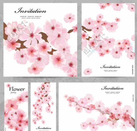 樱花花卡图片