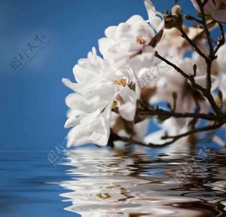水上白玉兰花图片