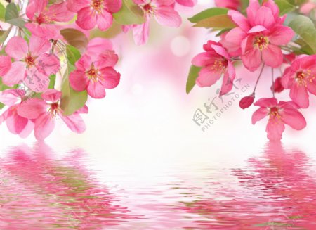 粉色鲜花图片