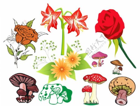 鲜花蘑菇图片