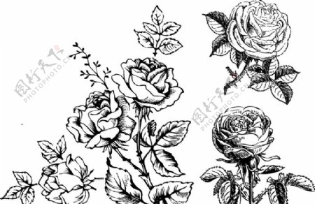 素描玫瑰花图片