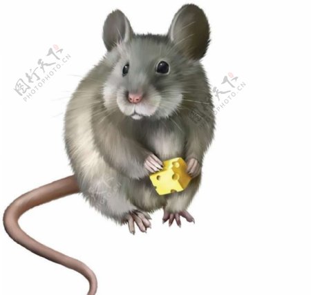 老鼠卡通动物设计动画图片