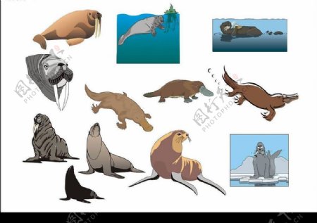 精选CorelDARW海洋生物矢量图海象海豹鸭嘴兽图片