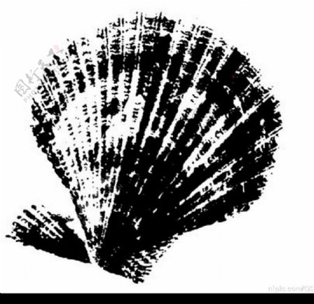 黑白贝壳图片
