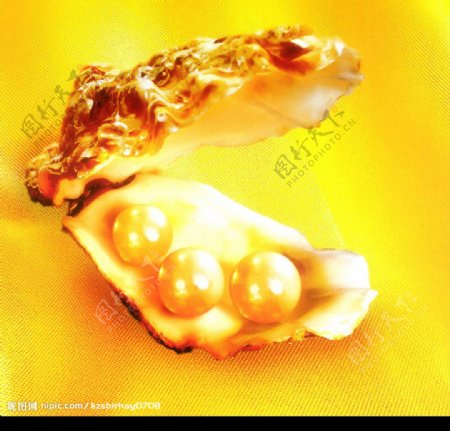 贝壳珍珠图片