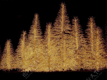 高精圣诞相关11金色圣诞灯树图片