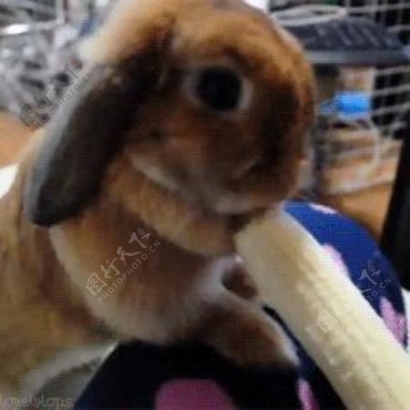 兔子吃香蕉图片