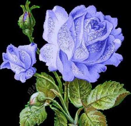 蓝玫瑰花图片