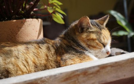 晒太阳的猫咪图片