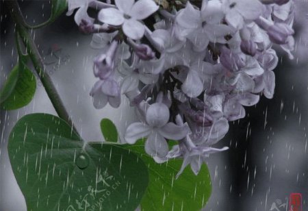 雨中的丁香花图片