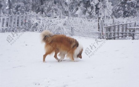 雪地里的牧羊犬图片
