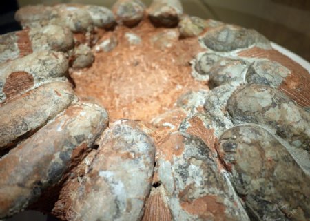 远古蛋化石图片