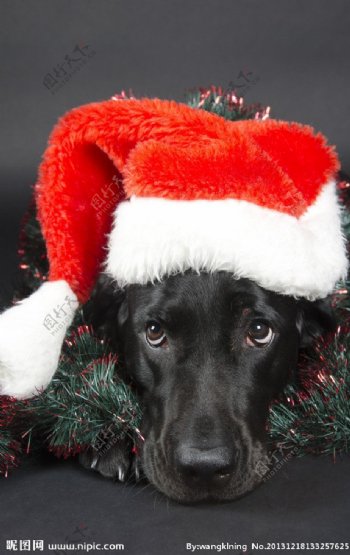 黑色圣诞狗狗图片