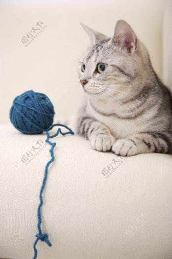 玩毛线的宠物猫图片
