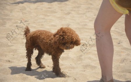 沙滩上的狗狗图片