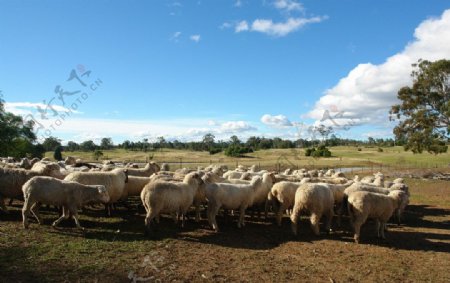 澳洲农庄羊群图片