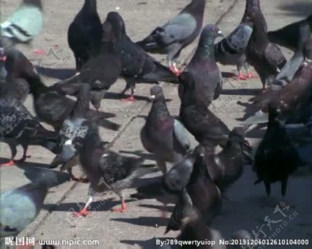鸽子活动视频频素材