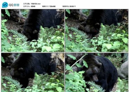黑熊棕熊视频实拍素材