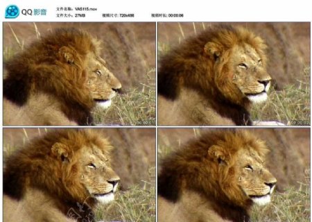 狮子雄狮视频实拍素材