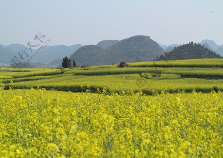 油菜花田图片