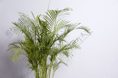 凤尾竹植物图片