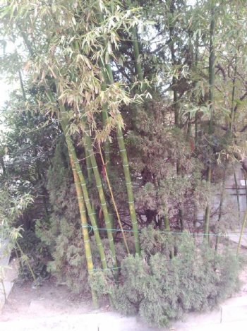 竹子丛图片