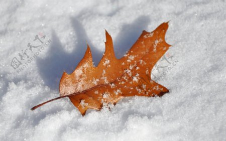 唯美雪地落叶图片