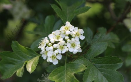 山楂花图片