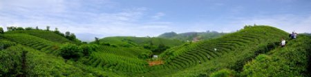 茶山全景图片