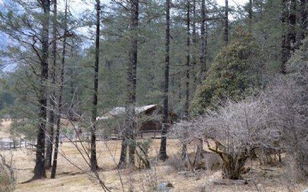 山林木屋图片
