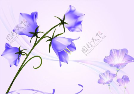 紫色梦幻花纹图片