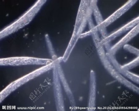 微生物背景视频素材