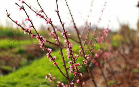 花果图片