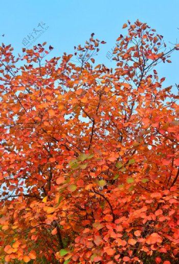 秋日红叶图片