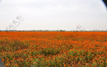 花卉风景图片