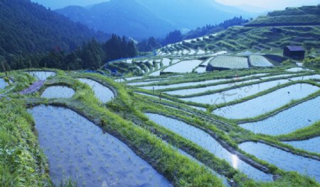 山峰与稻田美丽风景图片
