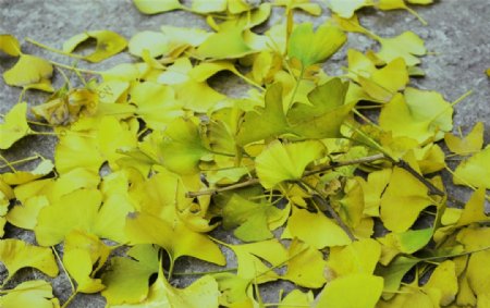 银杏植物植物摄影图片