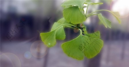 银杏植物植物摄影图片