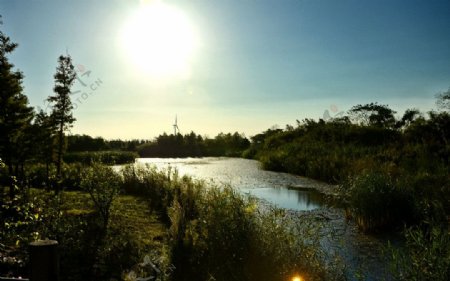 崇明岛湿地风光图片
