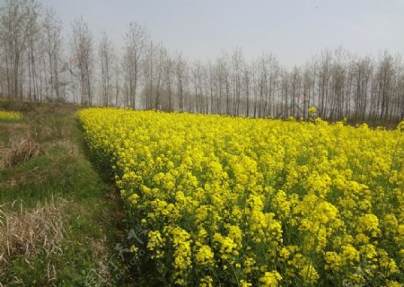 家乡油菜花图片