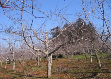 冬季苹果园图片