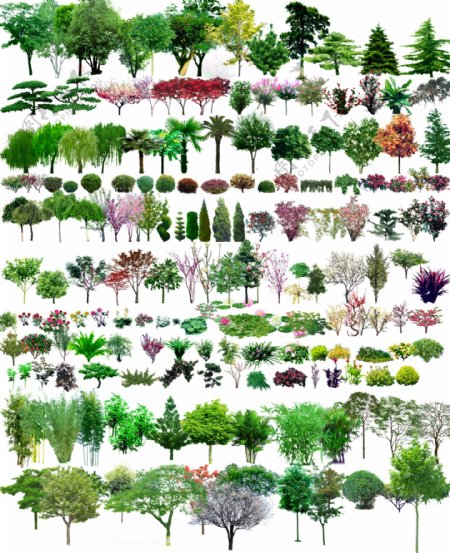 各类园林树图片