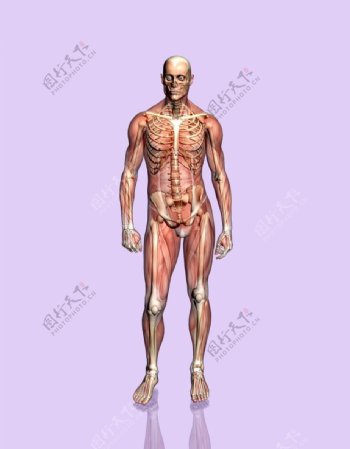 人体骨骼肌肉挂图图片