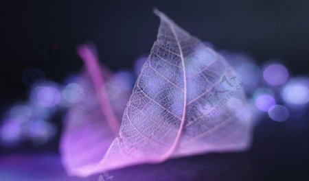 紫色的树叶脉络图片