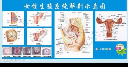 女科生殖系统解剖图图片