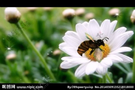 花朵蜜蜂视频