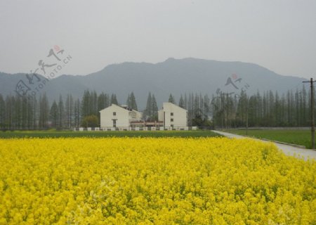 中国水稻研究所宿舍图片